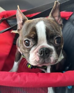 controle clinico dermatite atopica cao acompanhamento veterinario