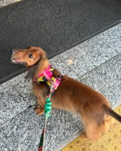 evolucao clinica dermatologia veterinaria hipersensibilidade alimentar cao