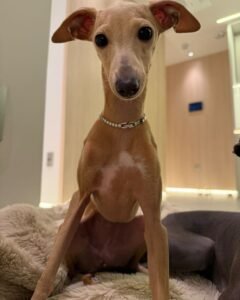 paciente canino dermatite de contato acompanhamento dermatologico